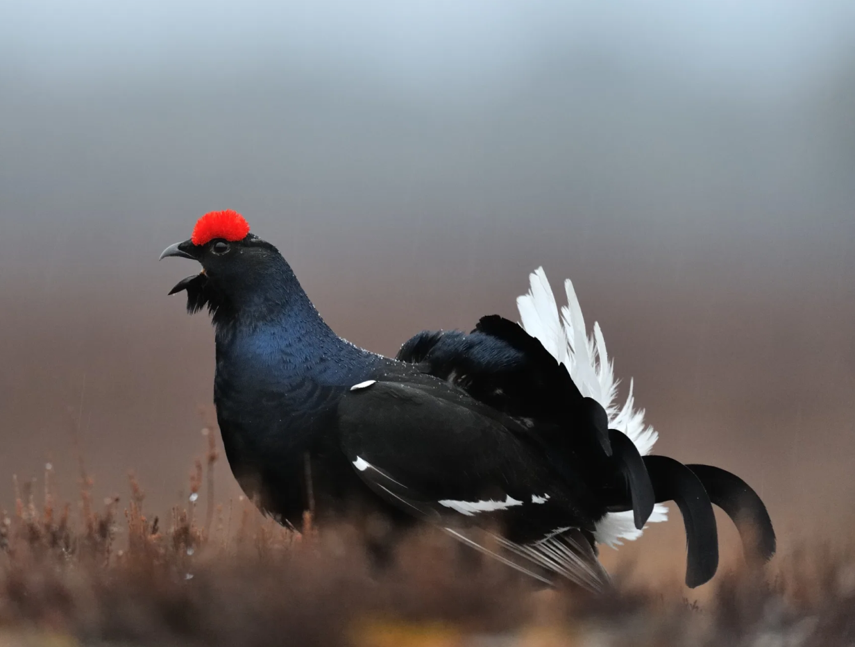 One of the only areas in the south of Sweden where capercaillie and black gouse lek are found