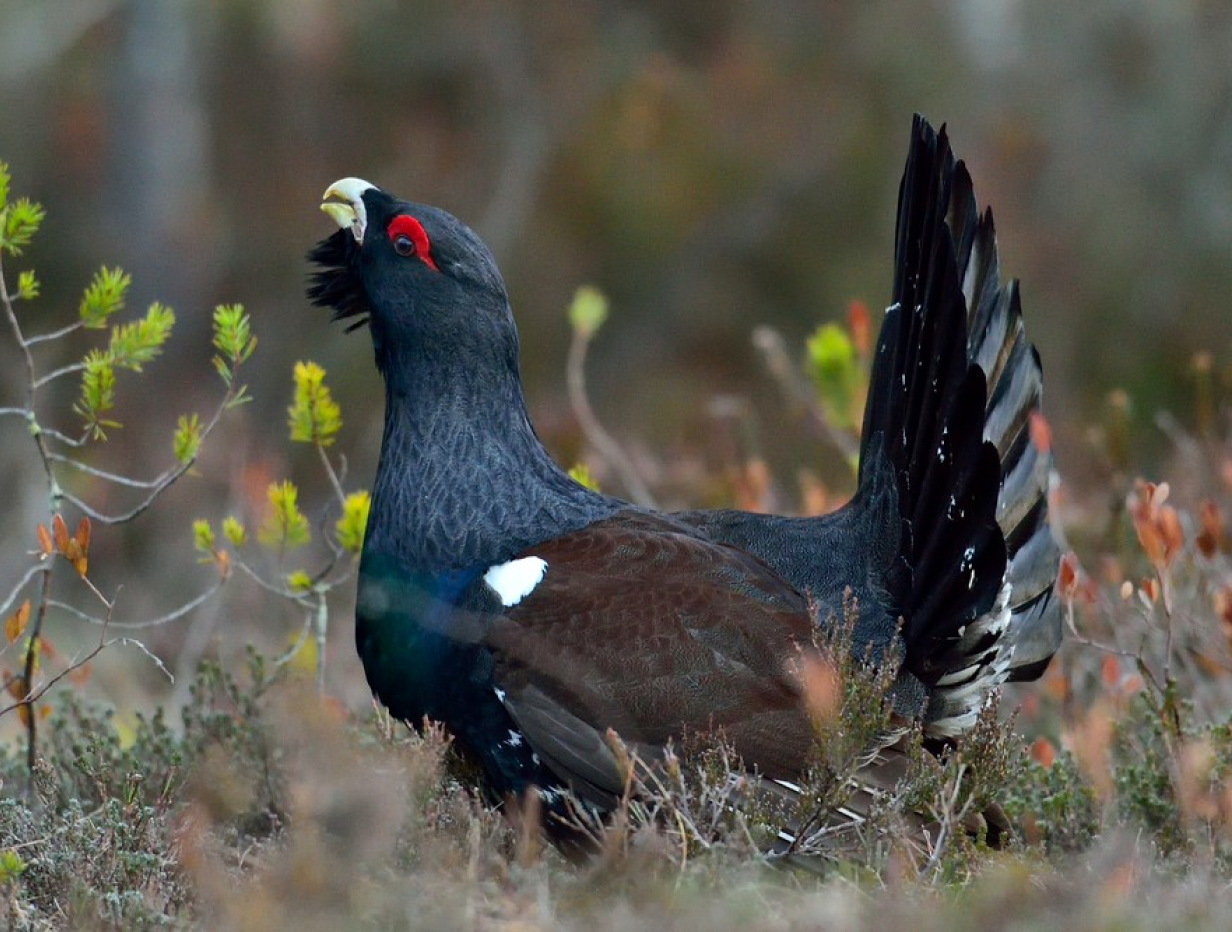 One of the only areas in the south of Sweden where capercaillie and black gouse lek are found